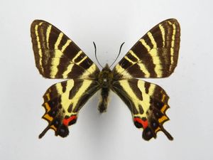 【希少産地】ギフチョウ♂♀標本★広島県比婆郡産★美麗野外採集品・貴重標本 ギフチョウのYahoo!オークション(旧ヤフオク!)の相場・価格を見る