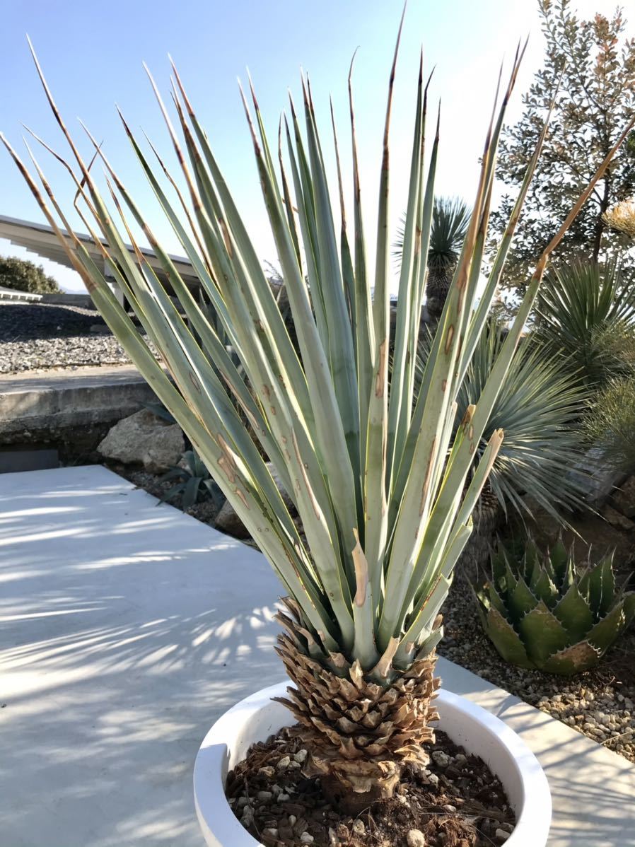 ユッカ リギダ Yucca Rigida 美株 ユッカ 売買されたオークション情報 Yahooの商品情報をアーカイブ公開 オークファン Aucfan Com