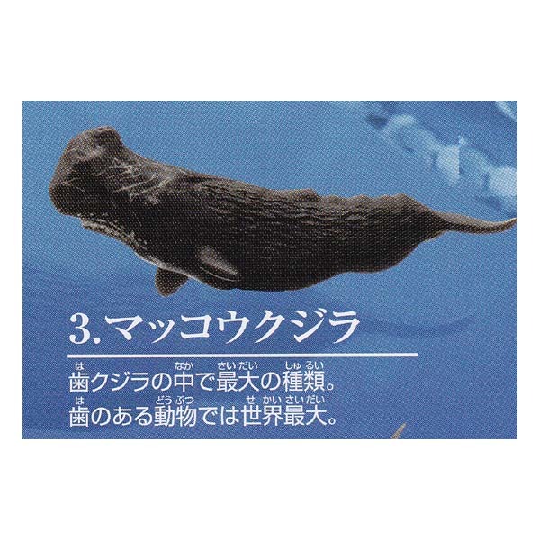 カプセルコレクション 地球生命紀行 クジラ2 マッコウクジラ エポック社 ガチャポン デスクトップ フィギュア 生き物 売買されたオークション情報 Yahooの商品情報をアーカイブ公開 オークファン Aucfan Com