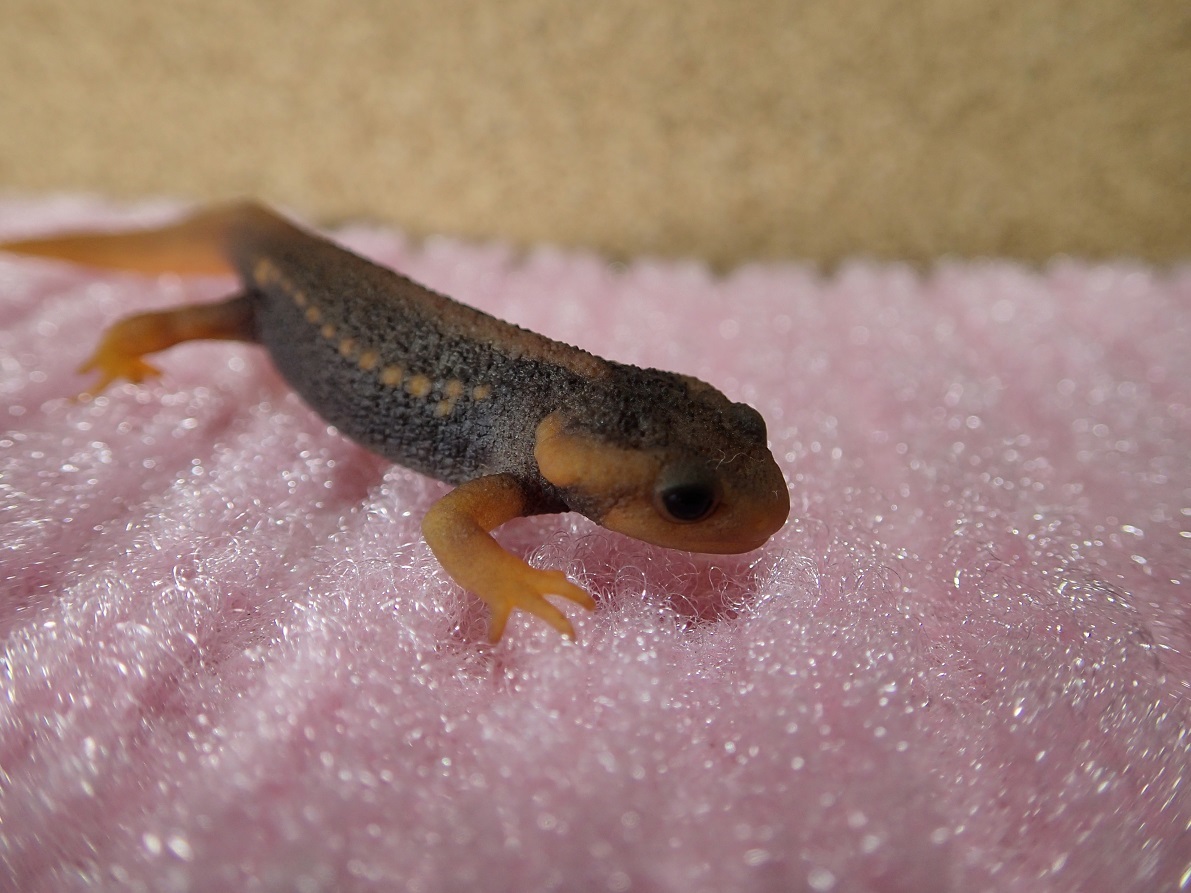 人口フード餌付け完了 アメイロイボイモリの上陸2か月個体 70ｍｍ前後 欠損なし 餌もオマケつけます イモリ サラマンダー 売買されたオークション情報 Yahooの商品情報をアーカイブ公開 オークファン Aucfan Com