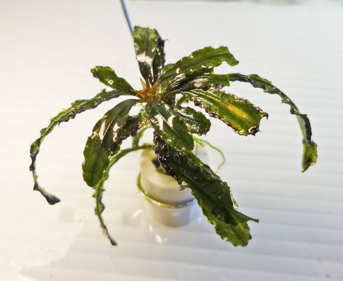 My Buce Collec-0202　水草 ブセファランドラ sp. シェトリーナ_1