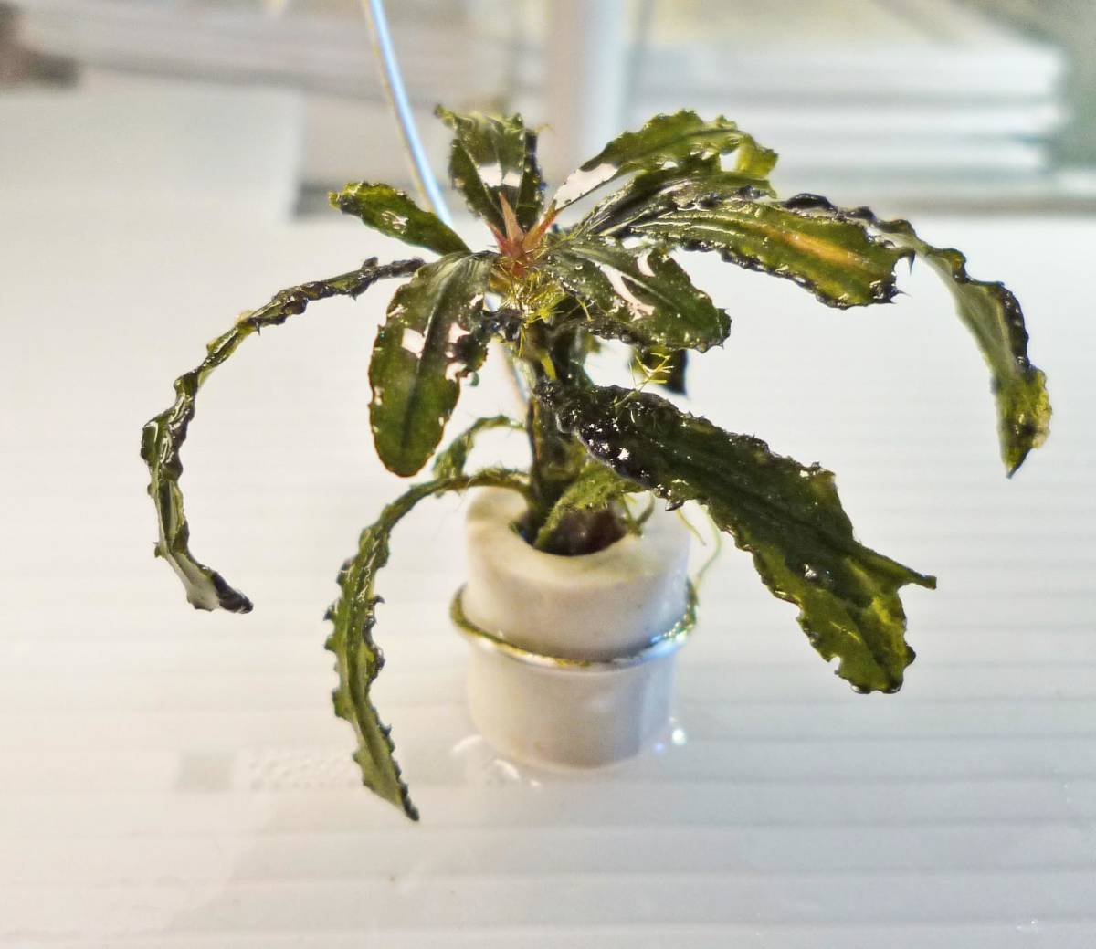 My Buce Collec-0202　水草 ブセファランドラ sp. シェトリーナ_2