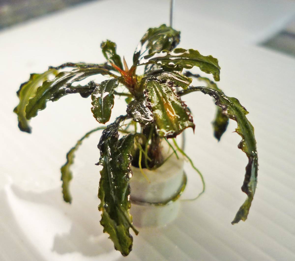 My Buce Collec-0202　水草 ブセファランドラ sp. シェトリーナ_3