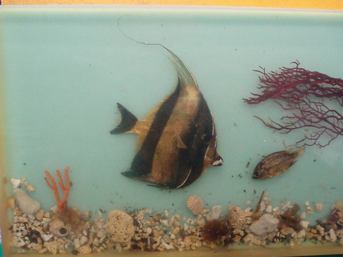 アクリルブロック 魚 検索用 水槽 水草 エンゼルフィッシュ 貝殻 オブジェ 珊瑚 サンゴ 熱帯魚 標本 ディスプレイ 水族館 30cm 売買されたオークション情報 Yahooの商品情報をアーカイブ公開 オークファン Aucfan Com