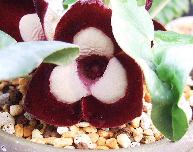 パンダカンアオイ 小町蘭 無名 赤花 花付き株 最上苗 鉢植え 売買されたオークション情報 Yahooの商品情報をアーカイブ公開 オークファン Aucfan Com