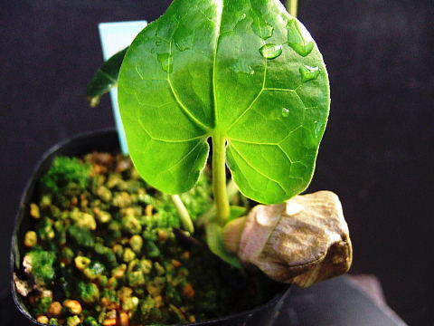 パンダカンアオイ 小町蘭 無名 赤花 花付き株 最上苗 鉢植え 売買されたオークション情報 Yahooの商品情報をアーカイブ公開 オークファン Aucfan Com