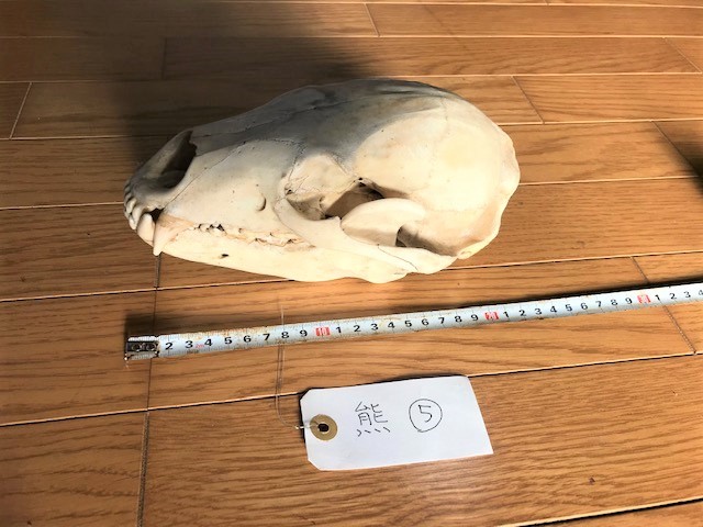 ★ツキノワグマ 頭骨 頭蓋骨★ 約20cm つきのわ熊 頭骨⑤ MS3997 ツキノワグマ？ 頭蓋骨 骨格標本 全長:約