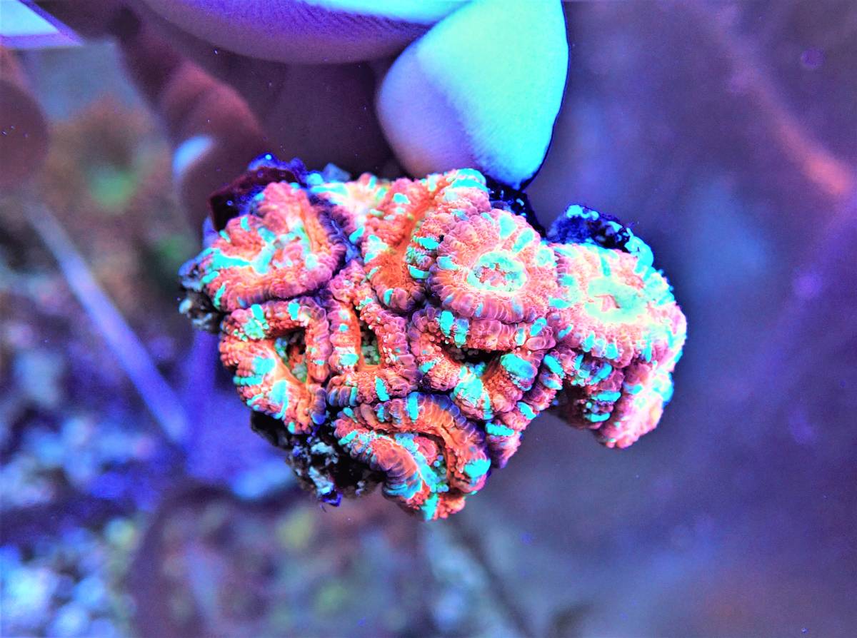 Coral Sea Japan カクオオトゲキクメイシ ④ ネシア LP Coral Sea