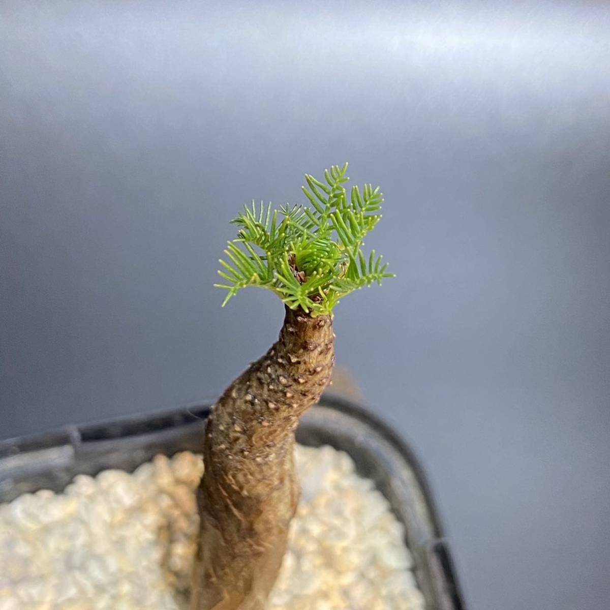 コミフォラ クラウセリアーナ クラウゼリアナ commiphora kraeuseliana 