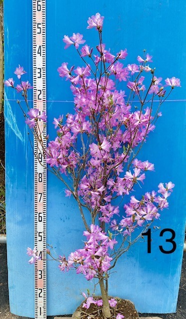 数量限定 13 ノマツツジ 【特選 アラゲサクラツツジ】野間ツツジ 新築 