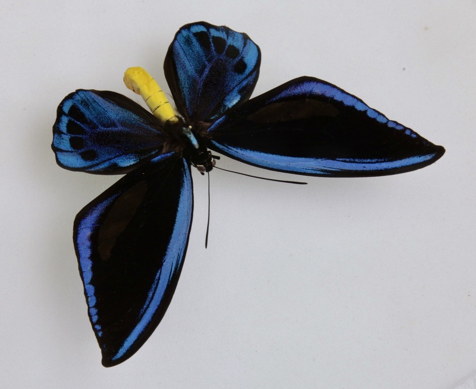□外国産蝶標本 アオメガネトリバネアゲハ A～A-pair マライタ島 産