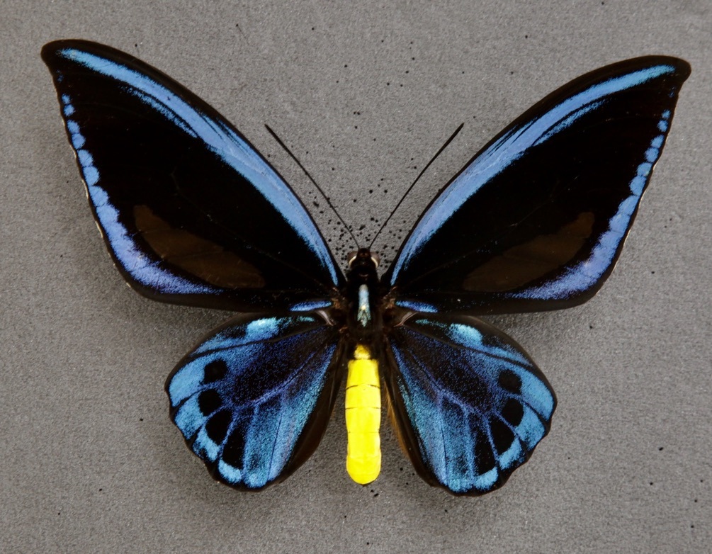 蝶　標本　ヒレオトリバネアゲハ　ペア □外国産蝶標本 ヒレオトリバネアゲハ A-♂ パプアニューギニア 産