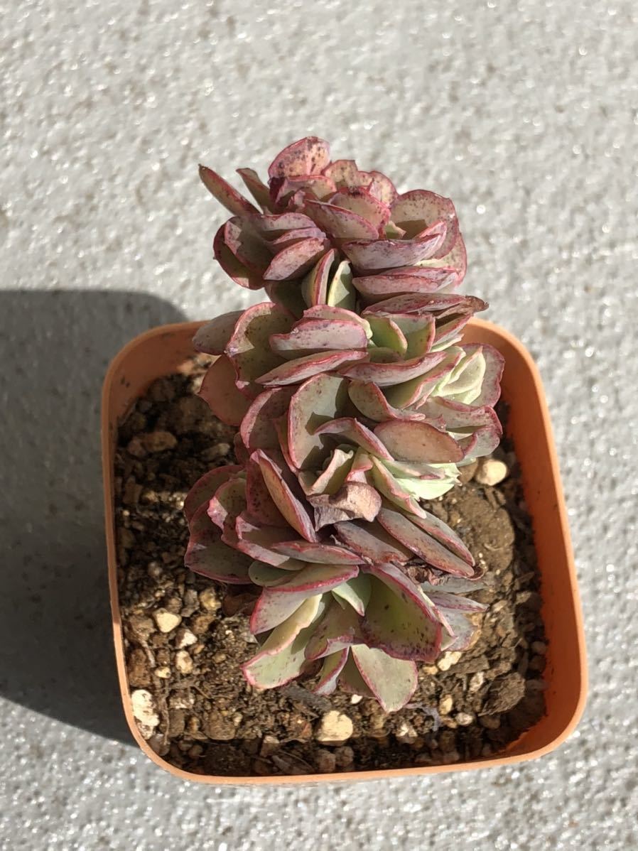 多肉植物 エケベリア属 高砂の翁 綴化a サボテン 売買されたオークション情報 Yahooの商品情報をアーカイブ公開 オークファン Aucfan Com