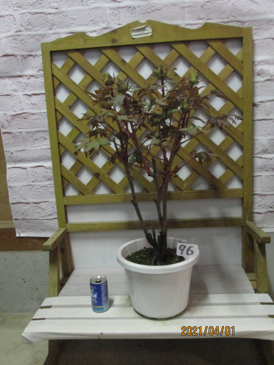 ◇◇ツリバナ 山取 ◇◇730 ツリバナ 四季の山野草（ツリバナ