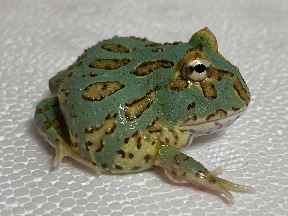 ツノガエル 4 Www Gigascope Net