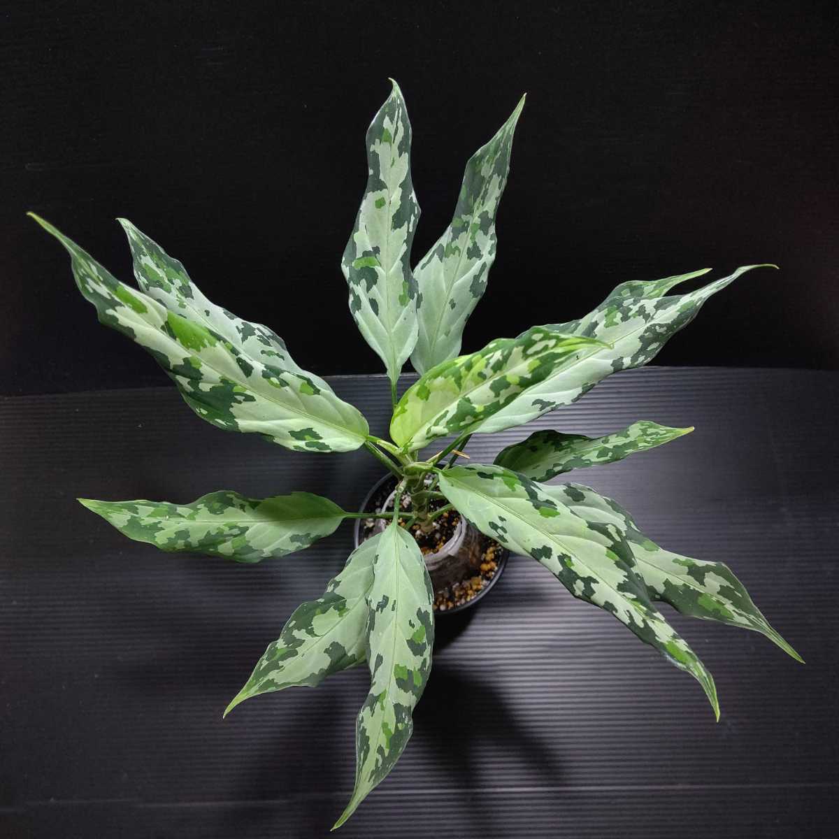 Aglaonema pictum Aceh TZ便 b-4 アグラオネマピクタム 【公式通販】