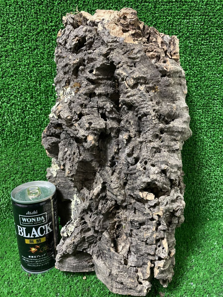  コルク樹皮 板型 Ｌサイズ キャノン型をカットしました ビカクシダ コウモリラン 着生 木 その他多数出品中 A-4(ビカクシダ、コウモリラン)｜売買されたオークション情報、yahooの商品情報を ビカクシダ、コウモリラン
