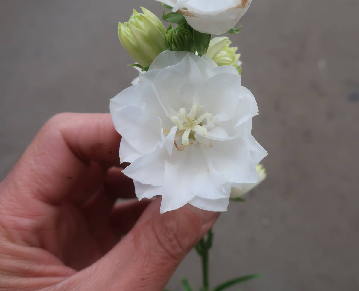 八重咲き カンパニュラ ホワイトティアラ ツリガネソウ 釣鐘草 切り花 耐寒 宿根 草花 宿根草 山野草 切花 地植え 鉢植え ガーデニング 花 売買されたオークション情報 Yahooの商品情報をアーカイブ公開 オークファン Aucfan Com