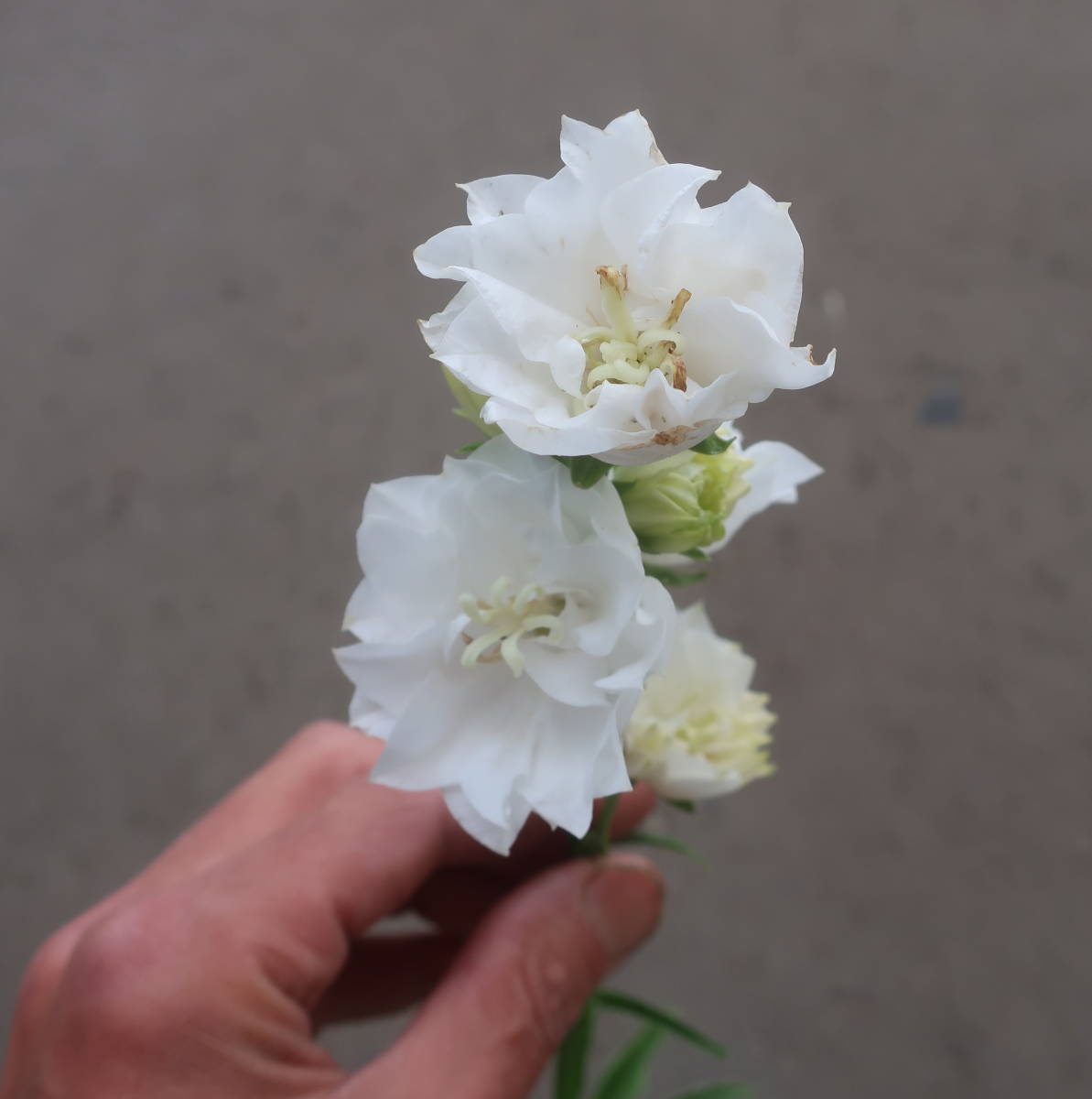 八重咲き カンパニュラ ホワイトティアラ ツリガネソウ 釣鐘草 切り花 耐寒 宿根 草花 宿根草 山野草 切花 地植え 鉢植え ガーデニング 花 売買されたオークション情報 Yahooの商品情報をアーカイブ公開 オークファン Aucfan Com