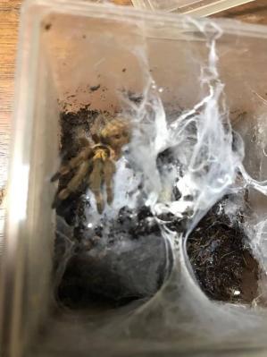 奇蟲屋 小型種飼育のすすめ！ Tarantula Japanese 属内最大種Xenesthis