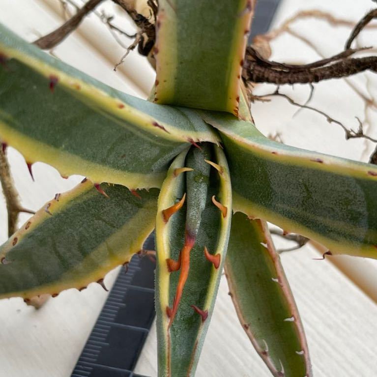 希少アガベ スカブラ錦 黄中斑 カキコ ＋ オマケ2個 斑入り 多肉