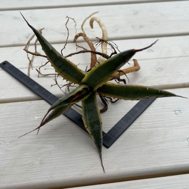 希少アガベ スカブラ錦 黄中斑 カキコ ＋ オマケ2個 斑入り 多肉