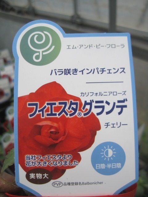 八重咲インパチェンス カリフォルニアローズ フィエスタ グランデ チェリー 3号ポット苗 苗 売買されたオークション情報 Yahooの商品情報をアーカイブ公開 オークファン Aucfan Com