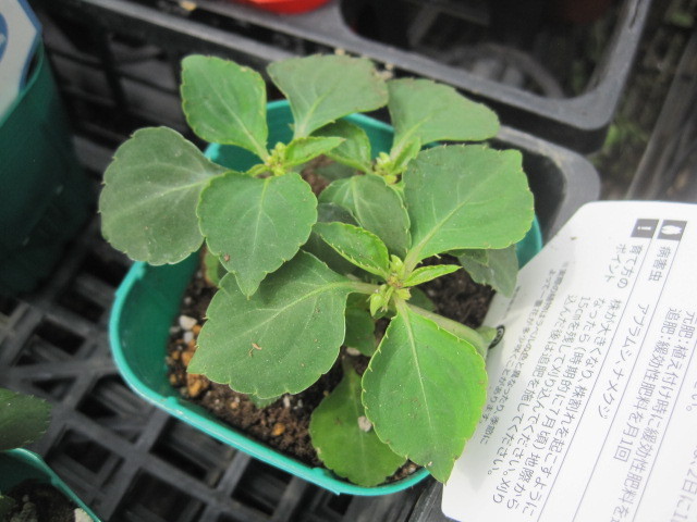 八重咲インパチェンス カリフォルニアローズ フィエスタ グランデ チェリー 3号ポット苗 苗 売買されたオークション情報 Yahooの商品情報をアーカイブ公開 オークファン Aucfan Com