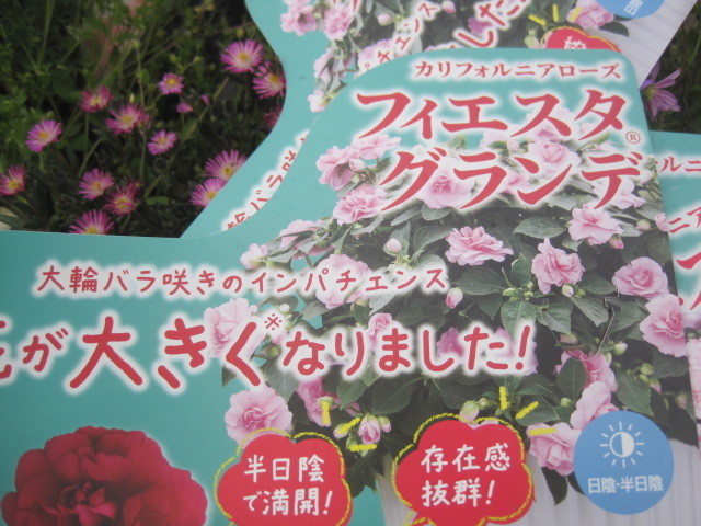 八重咲インパチェンス カリフォルニアローズ フィエスタ グランデ チェリー 3号ポット苗 苗 売買されたオークション情報 Yahooの商品情報をアーカイブ公開 オークファン Aucfan Com