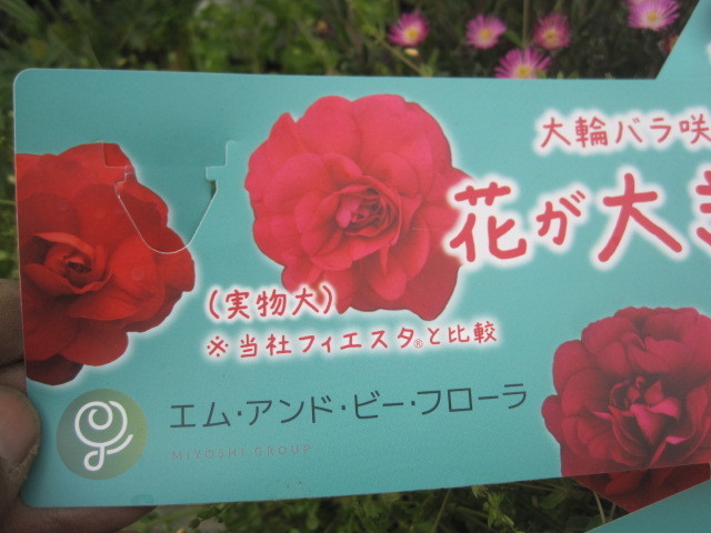 八重咲インパチェンス カリフォルニアローズ フィエスタ グランデ チェリー 3号ポット苗 苗 売買されたオークション情報 Yahooの商品情報をアーカイブ公開 オークファン Aucfan Com