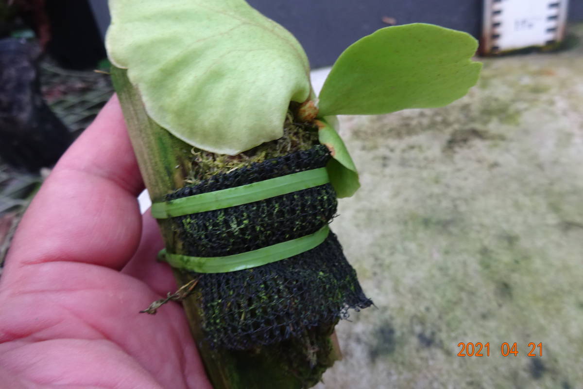 観葉植物 現品 ビカクシダ リドレイ 板付け 新芽展開中