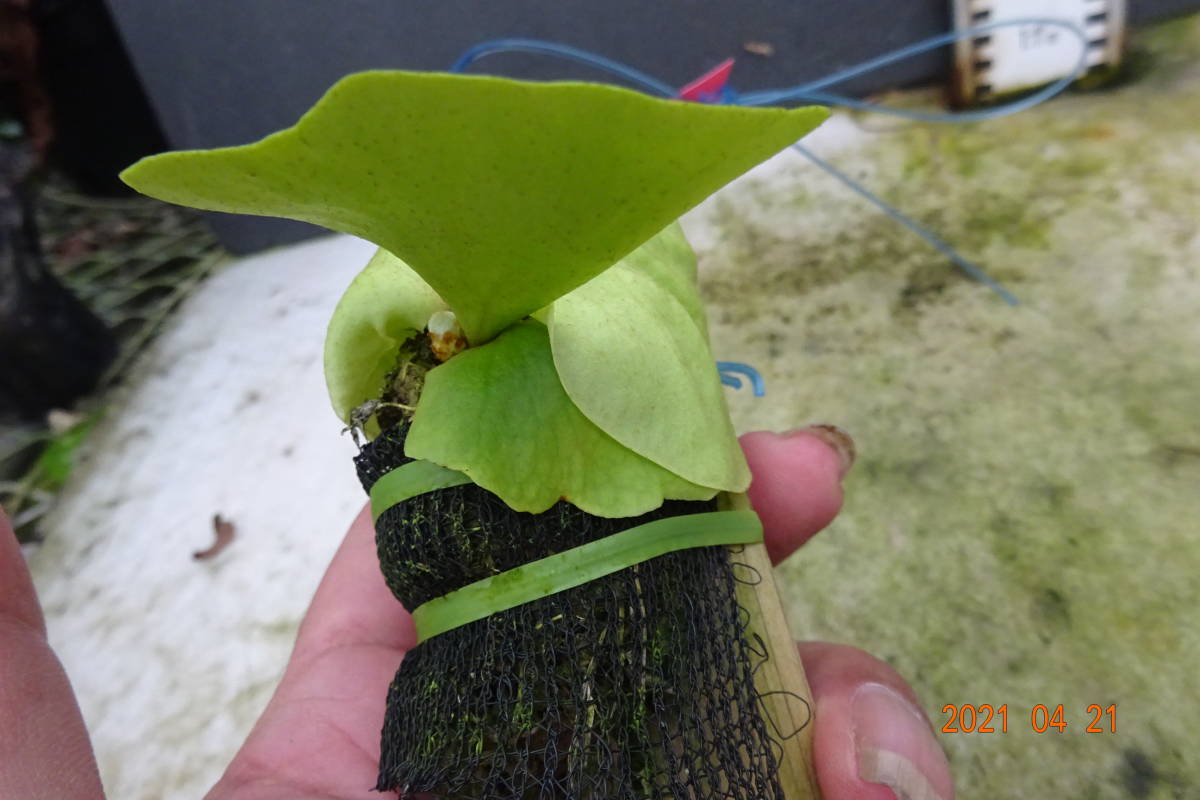 観葉植物 現品 ビカクシダ リドレイ 板付け 新芽展開中