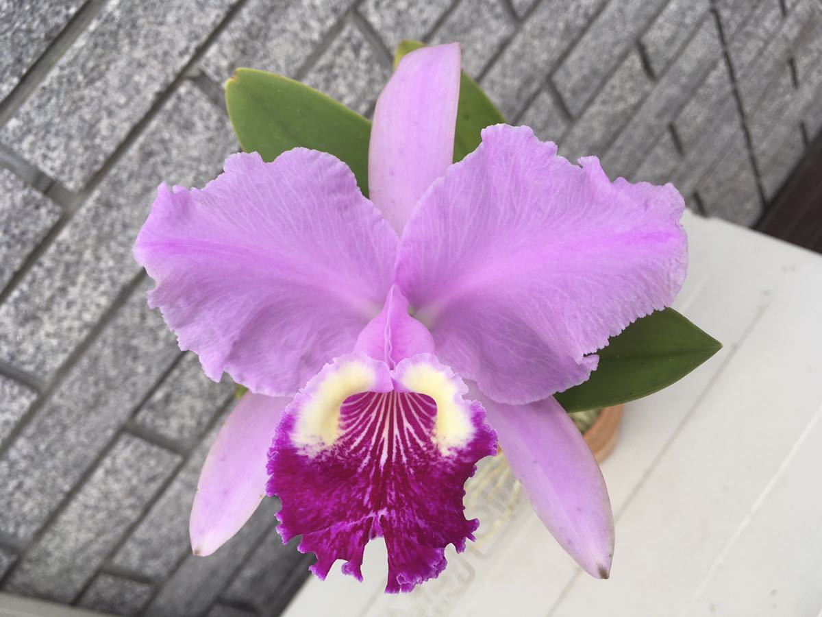 lueddemanniana カトレア 原種 coerulea 洋蘭 洋蘭原種 OG株 c ☆洋蘭☆