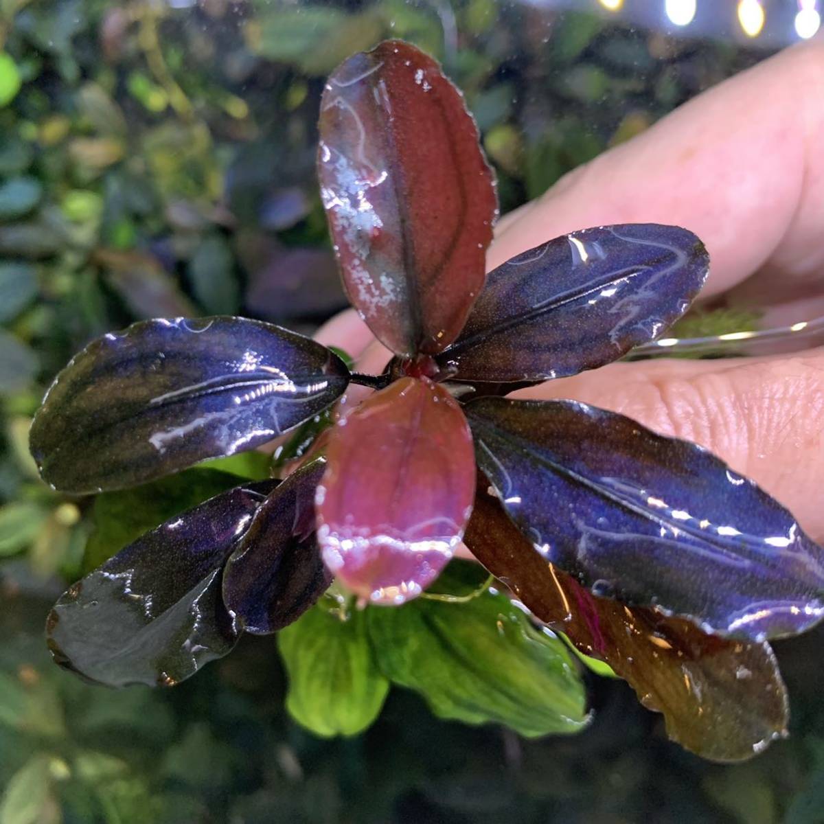 《KhK》Bucephalandra sp. Label Blue ブセファランドラ sp.レーベルブルー