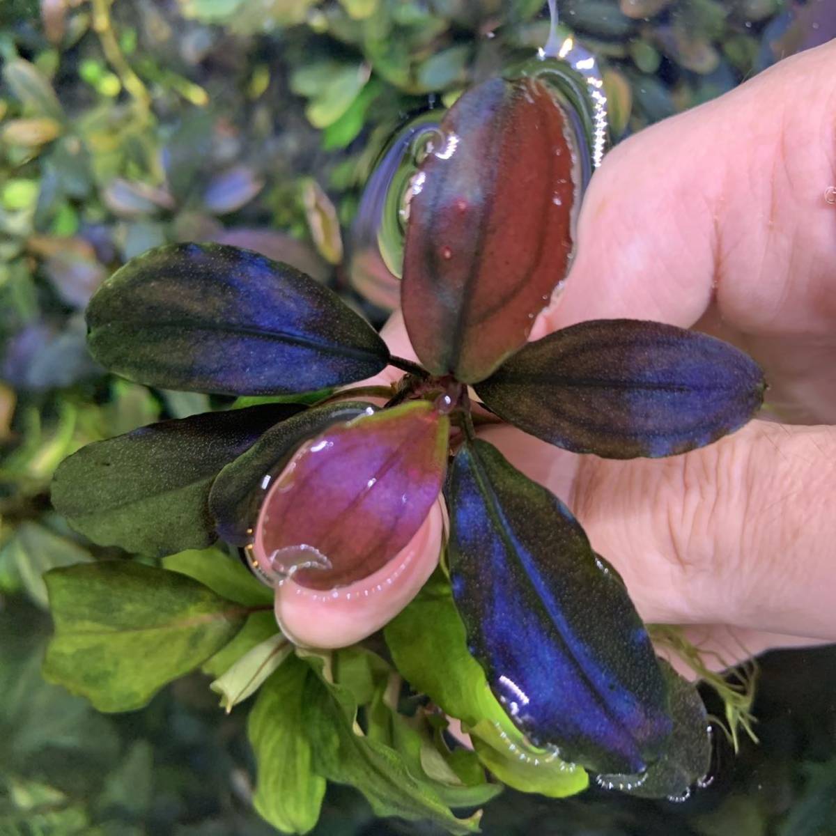 ブセファランドラ溶岩石活着Bucephalandra sp. Shine blu 【総代理店