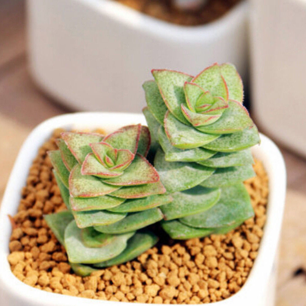 ミックス 多肉植物 リトプス リビングス トーンズ 1 8 粒 1 セット 多肉植物 種子 種 売買されたオークション情報 Yahooの商品情報をアーカイブ公開 オークファン Aucfan Com ミックス 多肉植物 リトプス リビングス トーンズ 1 8 粒 1 セット 多肉植物 種子 種 売買されたオークション情報 Yahooの商品情報をアーカイブ公開 オークファン Aucfan Com