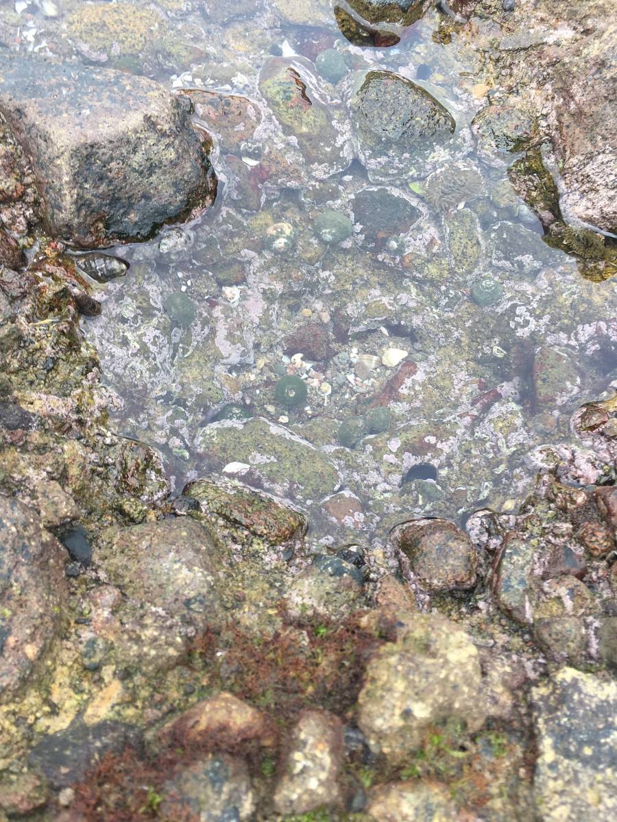 シッタカ貝 コケ取り貝 40個 A 3300円 大分県産 海水魚 売買されたオークション情報 Yahooの商品情報をアーカイブ公開 オークファン Aucfan Com