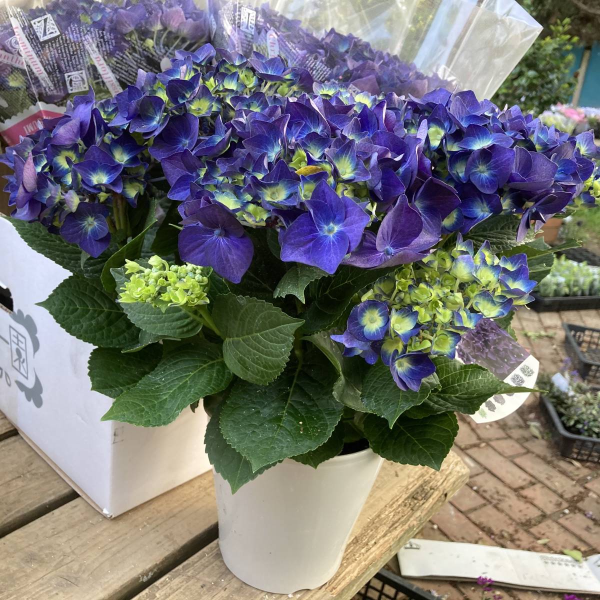 今季初出荷特別価格 数量４ 紫陽花 あじさい ディープパープル５号鉢 花 売買されたオークション情報 Yahooの商品情報をアーカイブ公開 オークファン Aucfan Com