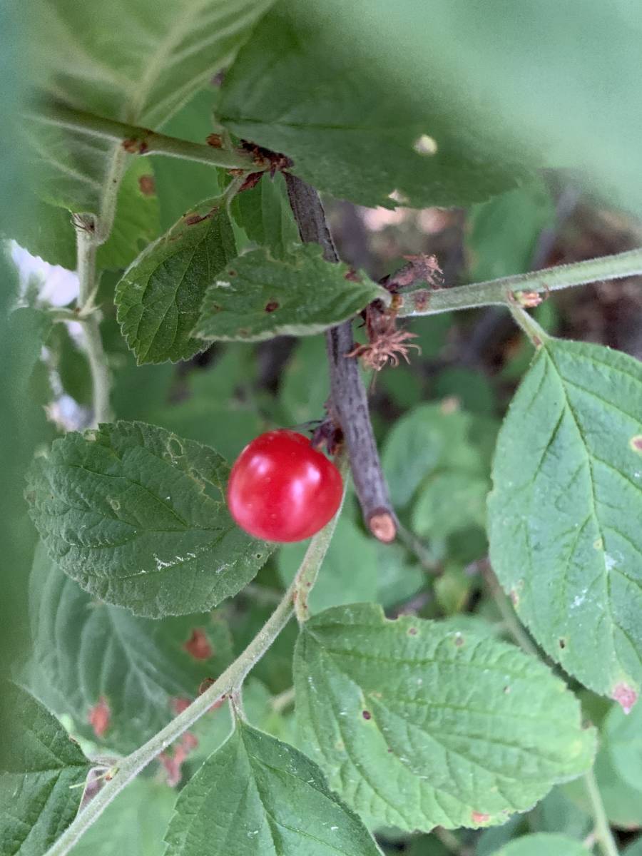 梅桃 ユスラウメ 挿し穂 8本 桜に似た花 山桜桃梅 バラ科 桜族 庭木 盆栽 庭園 クリックポスト バラ 売買されたオークション情報 Yahooの商品情報をアーカイブ公開 オークファン Aucfan Com