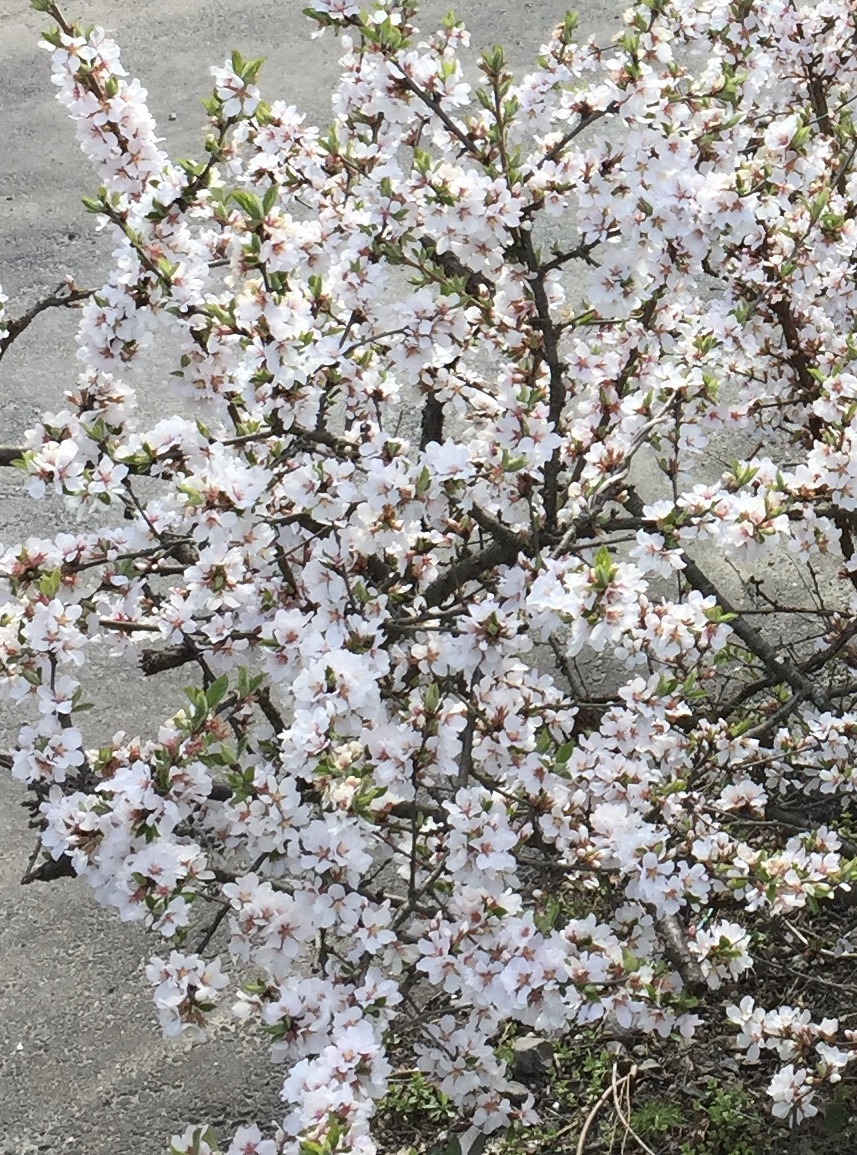 梅桃 ユスラウメ 挿し穂 8本 桜に似た花 山桜桃梅 バラ科 桜族 庭木 盆栽 庭園 クリックポスト バラ 売買されたオークション情報 Yahooの商品情報をアーカイブ公開 オークファン Aucfan Com 梅桃 ユスラウメ 挿し穂 8本 桜に似た花 山桜桃梅 バラ科 桜族 庭木 盆栽 庭園 クリックポスト バラ 売買されたオークション情報 Yahooの商品情報をアーカイブ公開 オークファン Aucfan Com