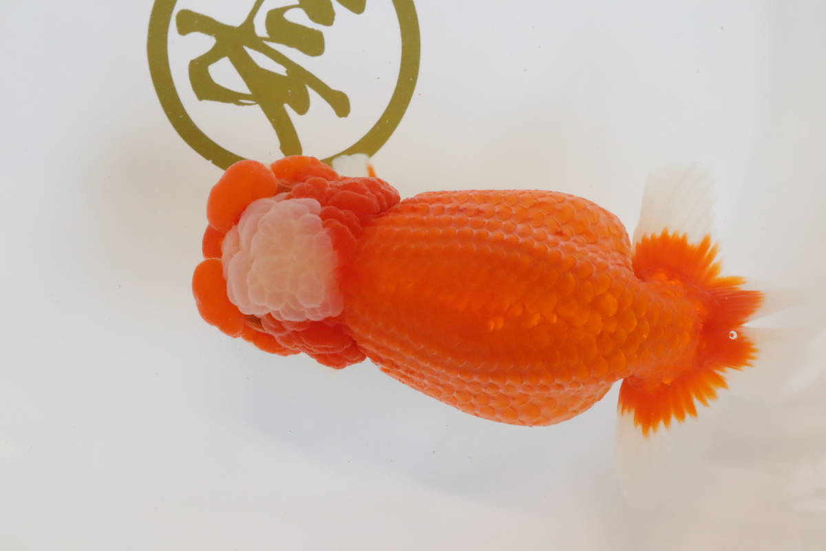 丸長 愛知県 豊橋市 鈴木高元氏 品評会 極上種魚用 明三歳 18 メス 抱卵中 らんちゅう 売買されたオークション情報 Yahooの商品情報をアーカイブ公開 オークファン Aucfan Com 丸長 愛知県 豊橋市 鈴木高元氏 品評会 極上種魚用 明三歳 18 メス 抱卵中 らんちゅう 売買されたオークション情報 Yahooの商品情報をアーカイブ公開 オークファン Aucfan Com