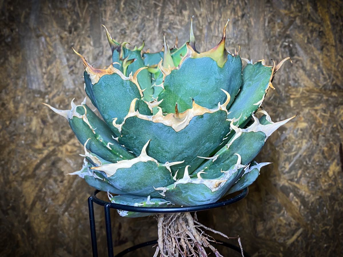白鯨 チタノタ アガベ | Agave titanota 園芸ネット本店｜アガベ 