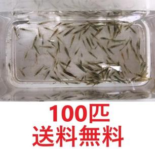 ヤマトヌマエビの平均価格は2 219円 ヤフオク 等のヤマトヌマエビのオークション売買情報は0件が掲載されています