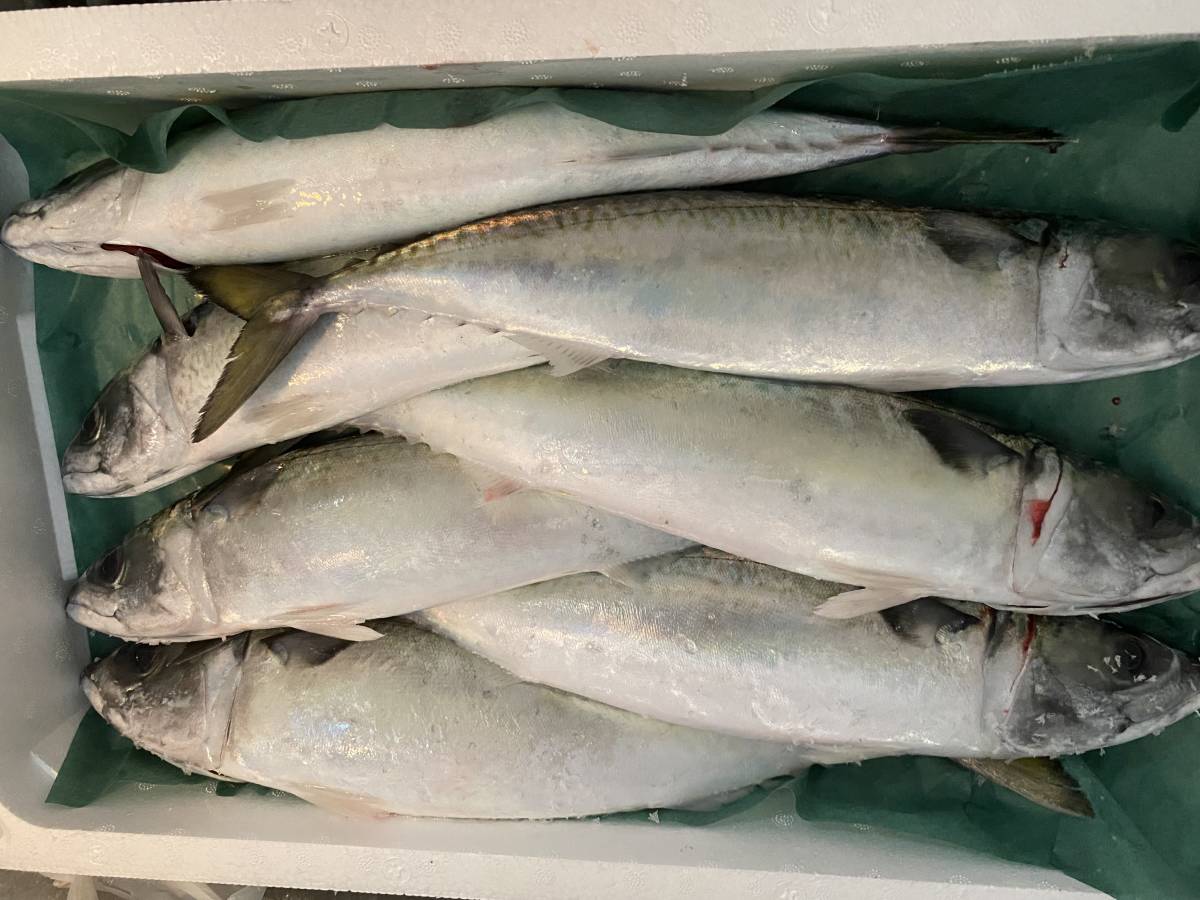 天然 マサバ ４ ８ｋｇ 活〆 姿冷凍 長崎県対馬産 サバ 売買されたオークション情報 Yahooの商品情報をアーカイブ公開 オークファン Aucfan Com