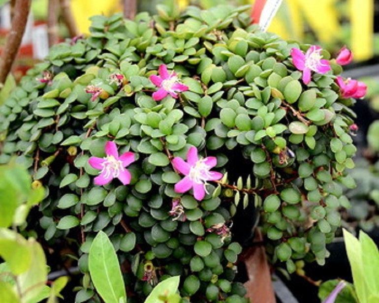 S D マダガスカルの着生ノボタン ノボタン科 シダ 観葉植物 野草 珍種 原種 野生ラン 観葉植物 売買されたオークション情報 Yahooの商品情報をアーカイブ公開 オークファン Aucfan Com