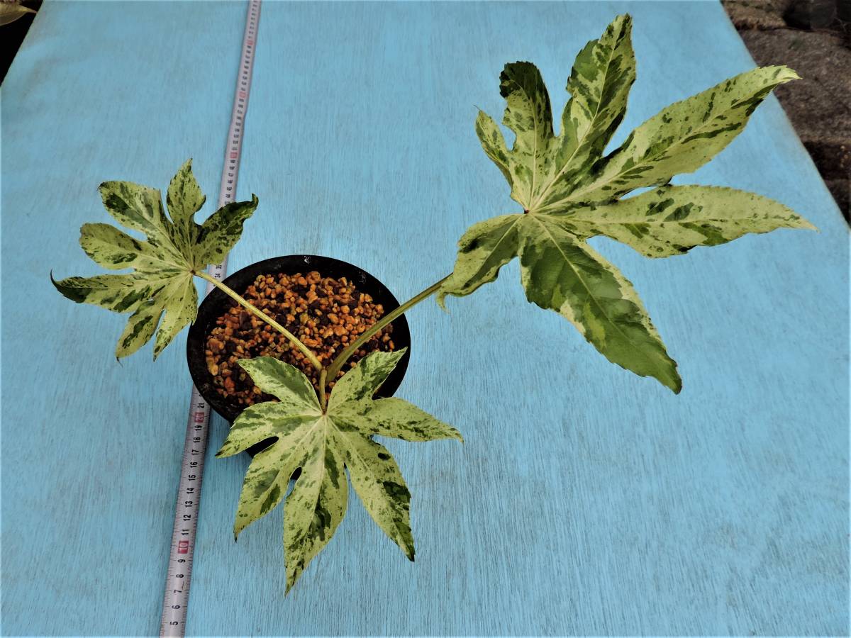 山野草 盆栽 ヤツデ 緑宝 白黄色地に紺縞三光斑 盆栽 売買されたオークション情報 Yahooの商品情報をアーカイブ公開 オークファン Aucfan Com