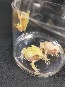 アマガエルのヤフオク の相場 価格を見る ヤフオク のアマガエルのオークション売買情報は316件が掲載されています