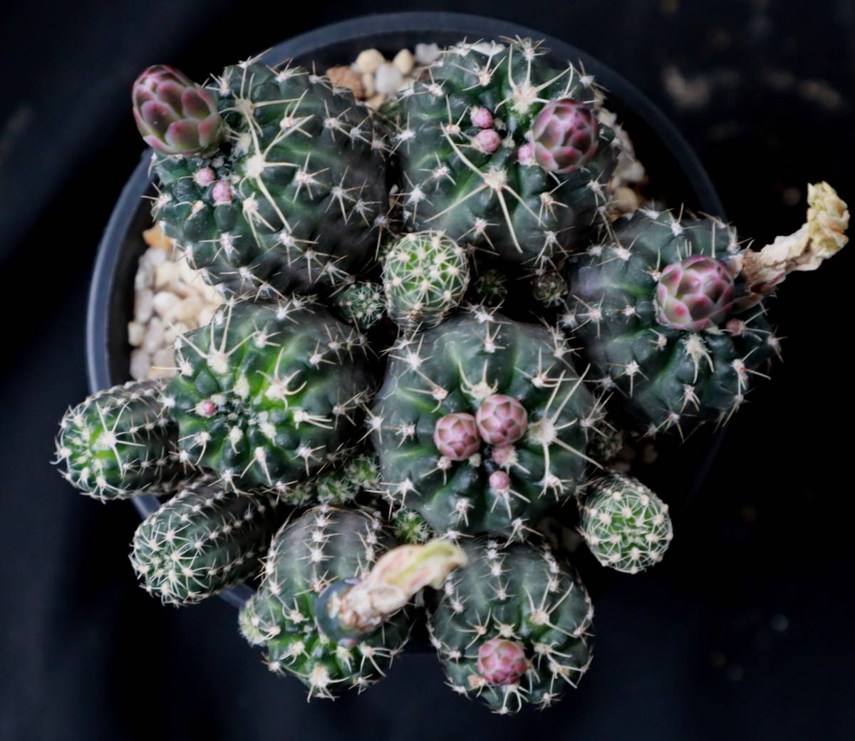 大型 銀冠玉 実生 ロホホラ サボテン 108 ロホホラ 翠冠錦 サボテン