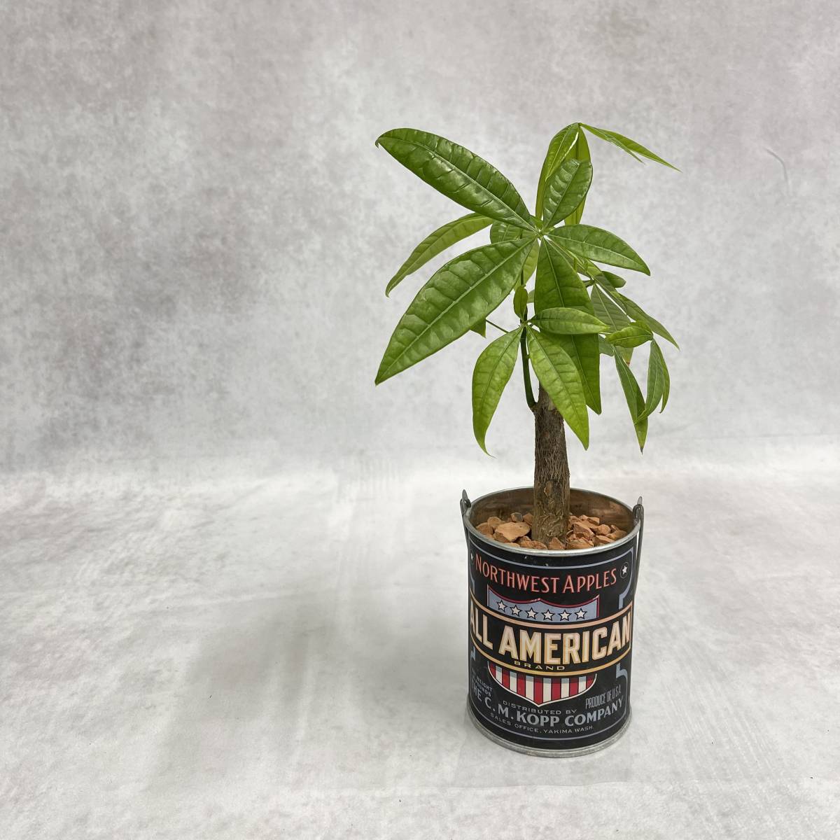 パキラ　お洒落アレンジ　植物　観葉植物　プレゼント　インテリア　_1