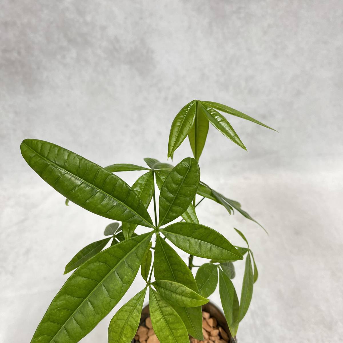 パキラ　お洒落アレンジ　植物　観葉植物　プレゼント　インテリア　_2